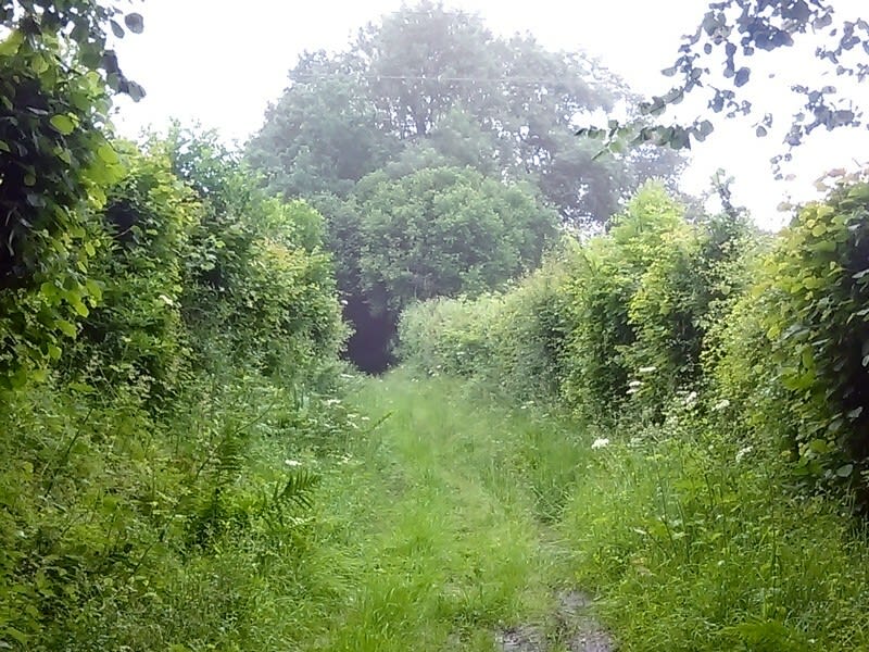 Le ruisseau du Moulin de Bailleul - Coquainvilliers