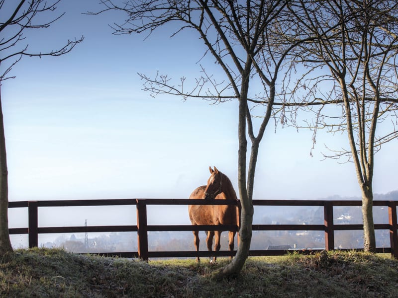 Touques : le long du haras de Meautry - Touques