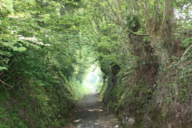 Promenade des Arbres-à-bois - Marigny