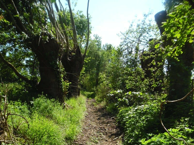 A deux pas de Lisieux, bocage et chemins creux - Saint-Pierre-les-Ifs