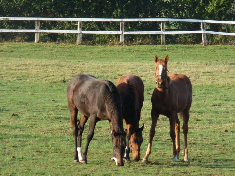 A travers les haras du Pays d'Auge - Lessard-et-le-Chêne