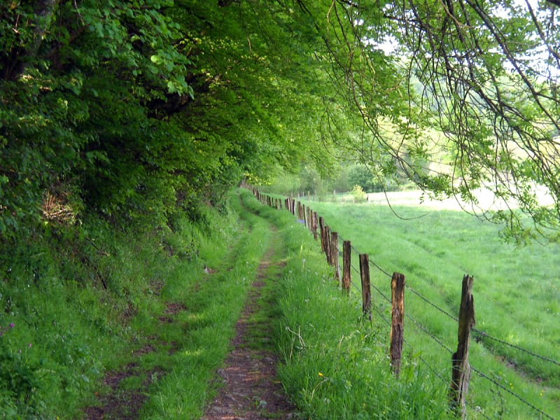 Au vert à Saint-Martin-des-Besaces et le plein de chlorophylle - Souleuvre en Bocage (Saint-Martin-des-Besaces)