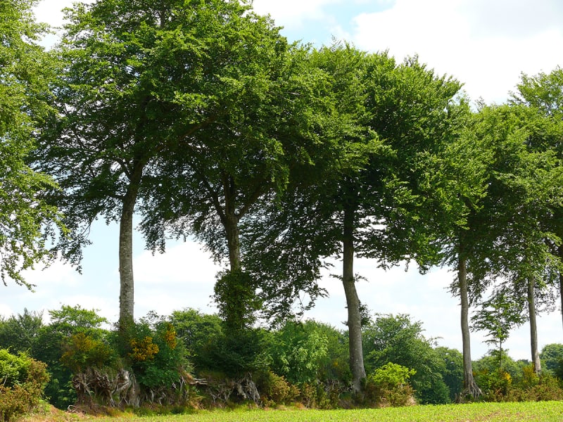 Viessoix : chemins de fer et de terre - Valdallière (Viessoix)