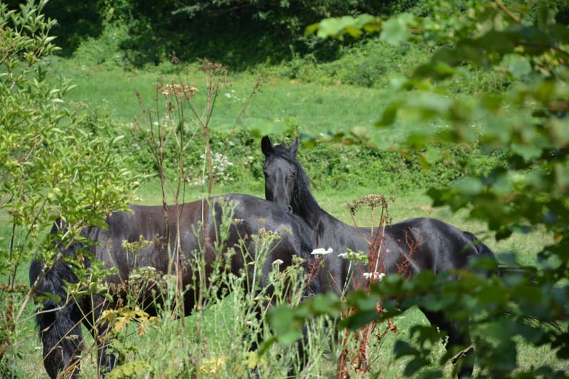 Magny-le-Freule et respirer le bon air de la campagne - Mézidon Vallée d'Auge (Magny-le-Freule)