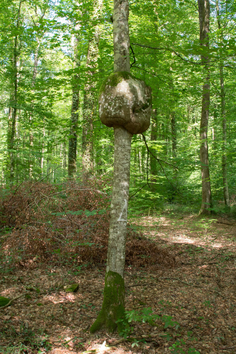 Virée de rêve à VTT dans la forêt de Bellême - Bellême