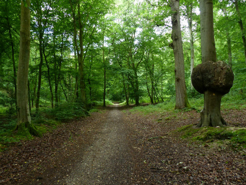 Balade à Grand-Couronne et beautés du milieu forestier - Grand-Couronne