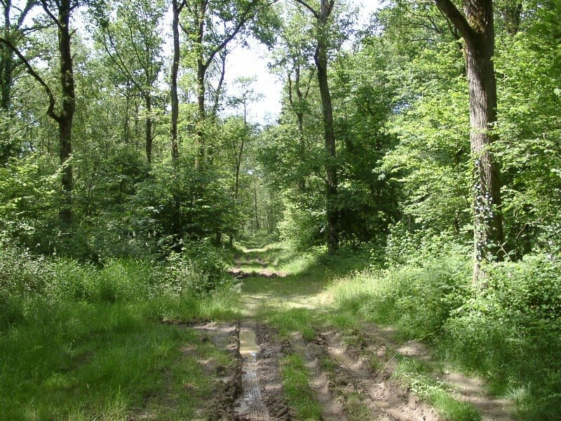 Promenade du Moulin de Foulon et Fosse Arthour - Saint-Georges-de-Rouelley