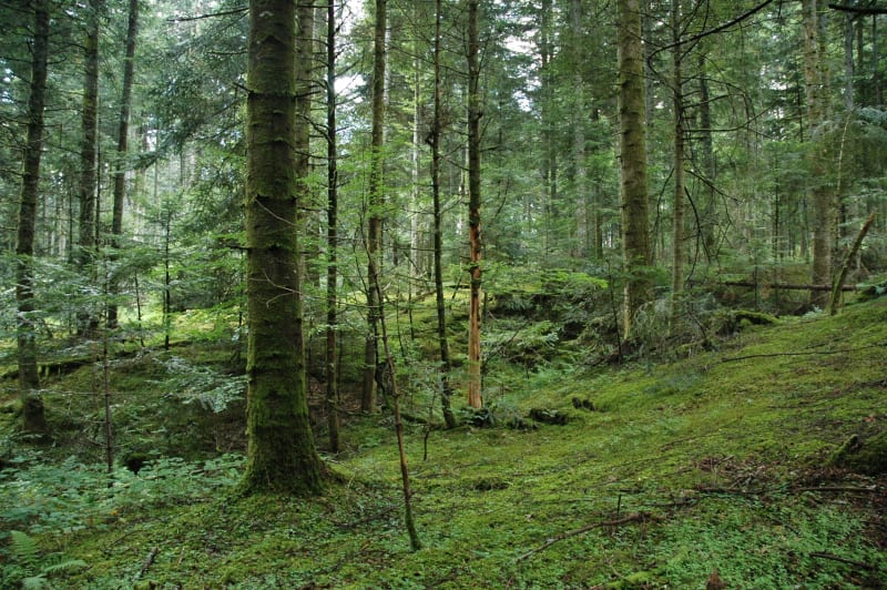 Incheville et être fasciné par des légendes dans la forêt d'Eu - Incheville