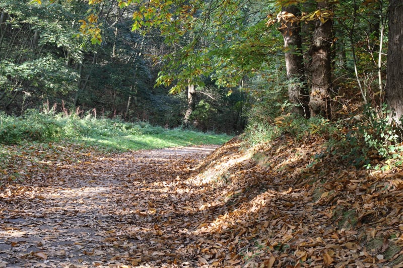 Randonner à Bazinval et s'engouffrer dans la forêt d'Eu - Bazinval
