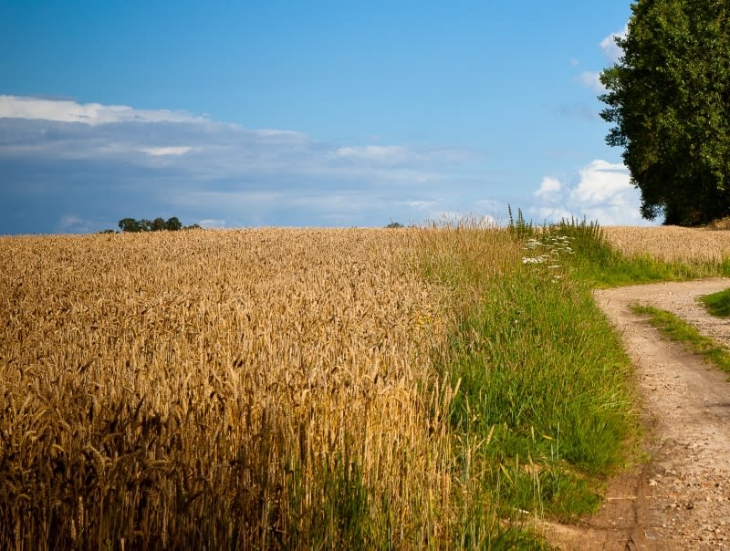 Entre champs et forêt à deux pas de l'estuaire de la Seine - La Cerlangue