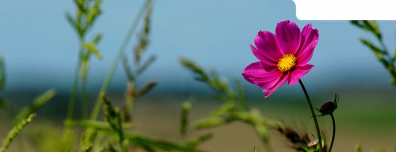 Entre Mer et Eu, sentier des marais et des étangs - Mers-les-Bains