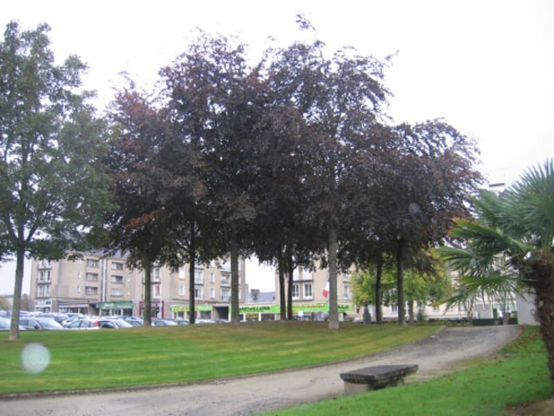 A Saint-Lô, les arbres, la ville et nous - Saint-Lô
