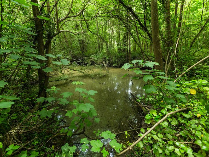 Sentier nature au bois du Caprice - Saint-Aubin-d'Arquenay