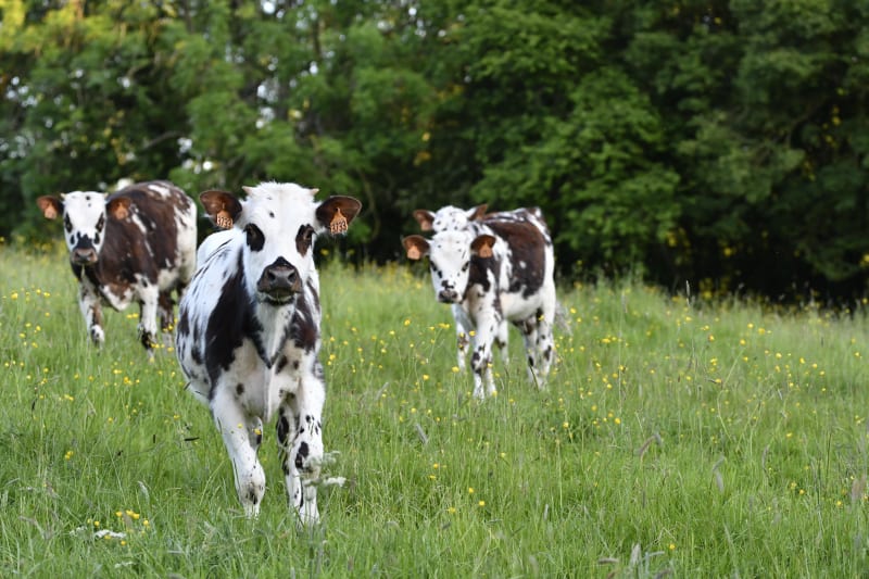 Tour des Collines du Perche : étape 7A. Ah la vache ! - La Perrière