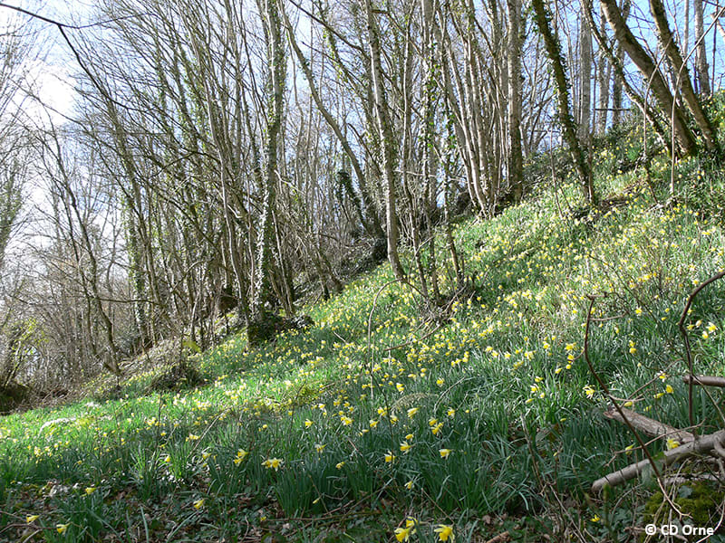 Sentier du Camp barré de la Courbe - La Courbe
