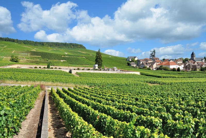 A vélo dans les vignes d'Épernay - Epernay