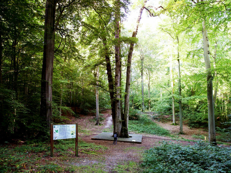 Sente aux Moines et arbres remarquables de Brotonne - Jumièges