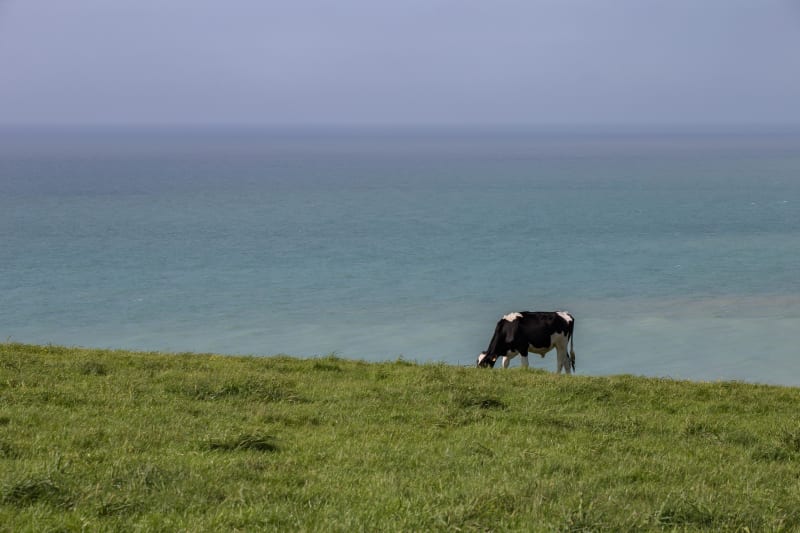 Sentier nature des falaises des Vaches Noires - Auberville