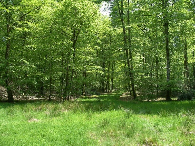 Evasion au cœur de la haute forêt d'Eu à VTT - Grandcourt