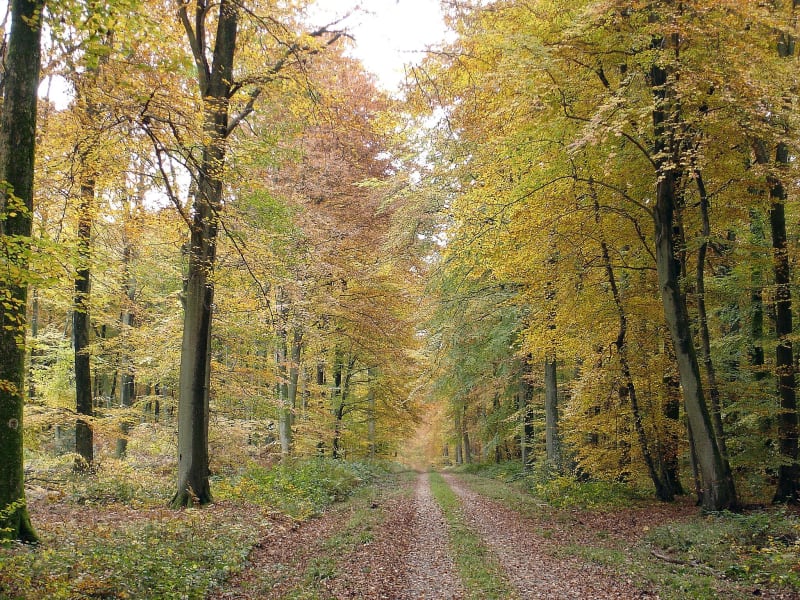 Autour du site de la Reine mère Elisabeth à VTT - Dancourt