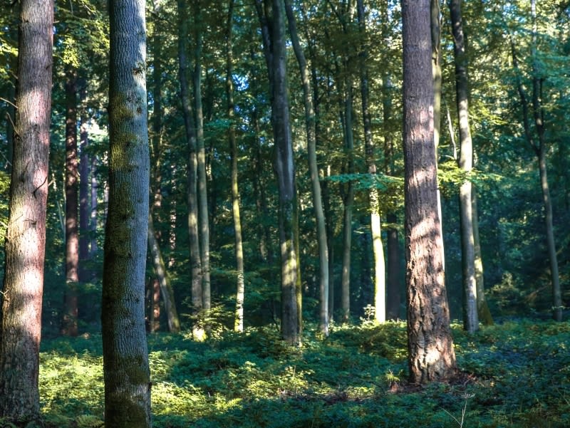 Richesses de la Vallée de l'Yères et paysages verdoyants - Aubermesnil-aux-Erables