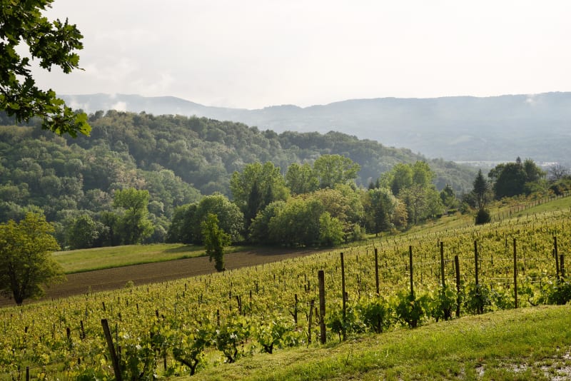 Boucle à Dormans et Champagne pétillante - Dormans