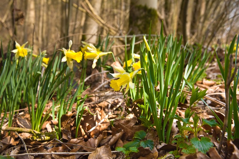 Parterres de jonquilles et drôles d'oiseaux à Clères - Clères
