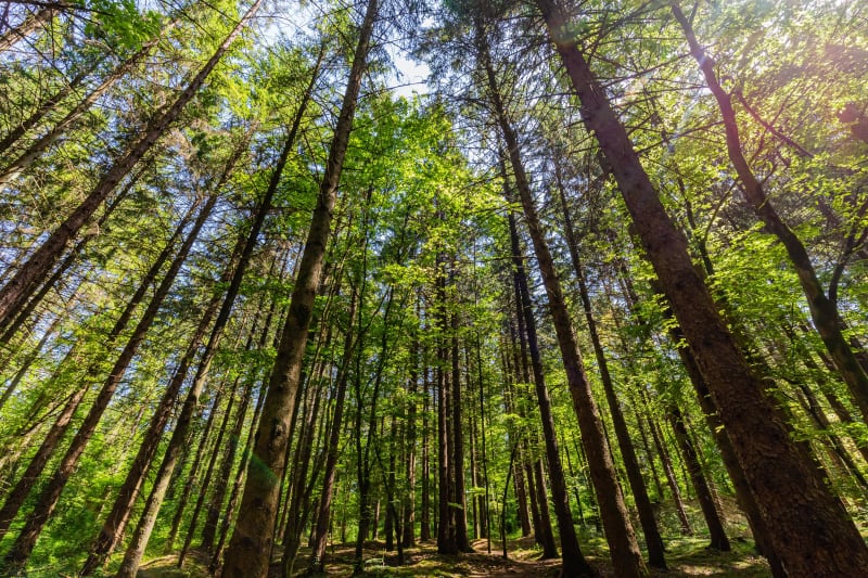 Bouffée d'air vert dans la vaste forêt d'Argonne - Passavant-en-Argonne