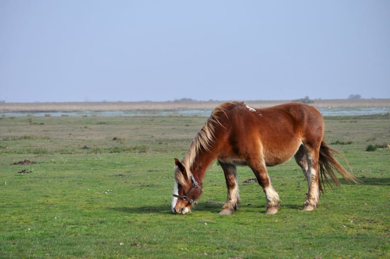 Brière à vélo, le long du Brivet et paysages uniques - Saint-Malo-de-Guersac