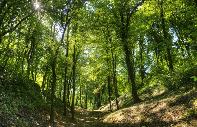 Lisières de Montdidier, espaces et espèces protégées - Montdidier