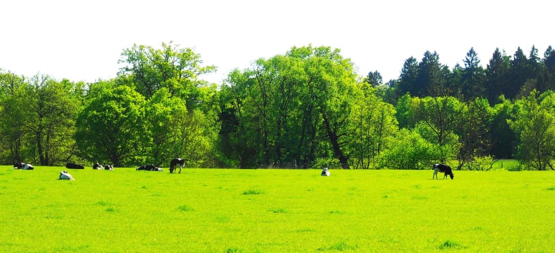 Agréable passage en forêt d'Eu et vallée de la Bresle - Longroy