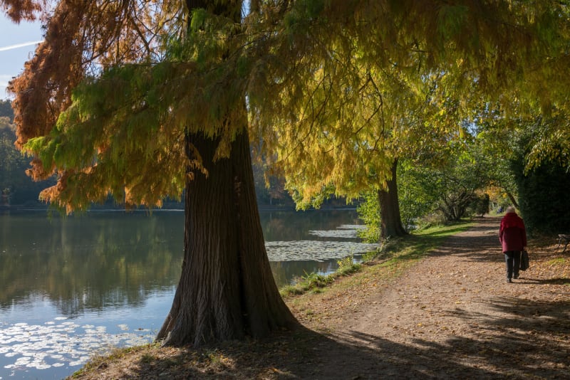 Reconnaître au son les oiseaux des étangs de Corot - Ville-d'Avray