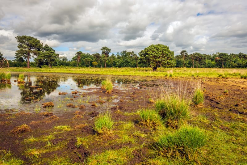 Circuit des Landes de Launouse et des plantes utiles - Parce