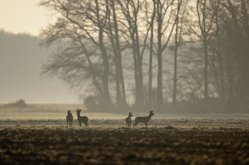 Autour de Cussangy et sa campagne apaisante - Cussangy