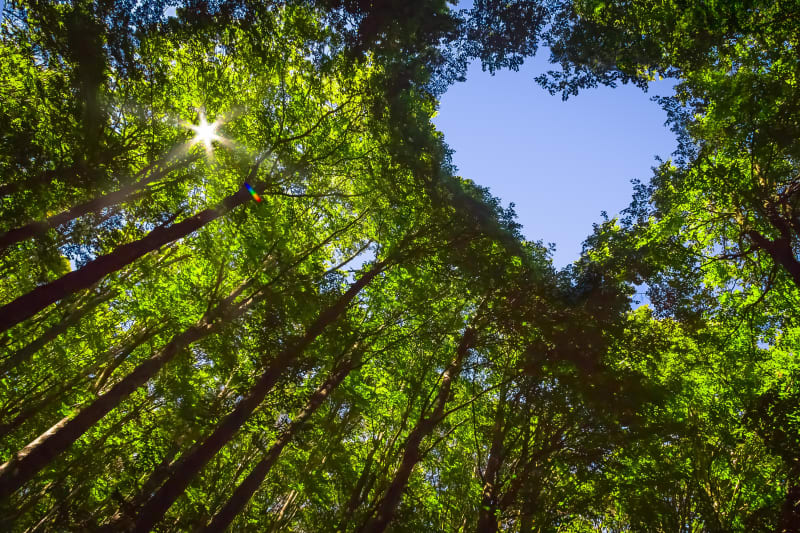 Longroy et promenade envoûtante dans les bois - Longroy