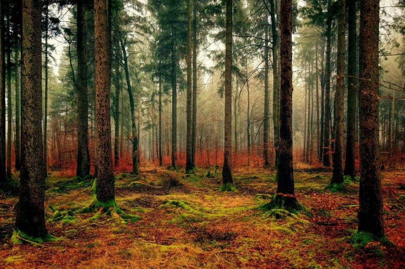 À travers les bois à Hayange et mines de fer de Neufchef - Hayange