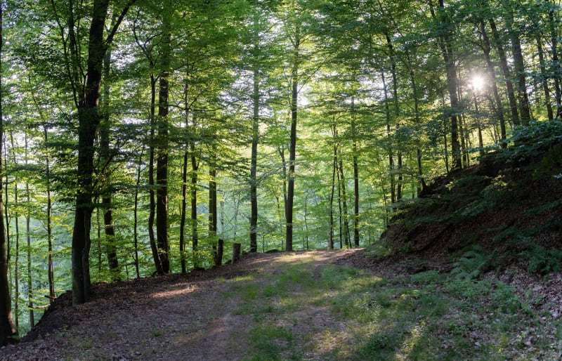 Forêts alsaciennes et sommet de L'Abatteux depuis Saâles - Saales