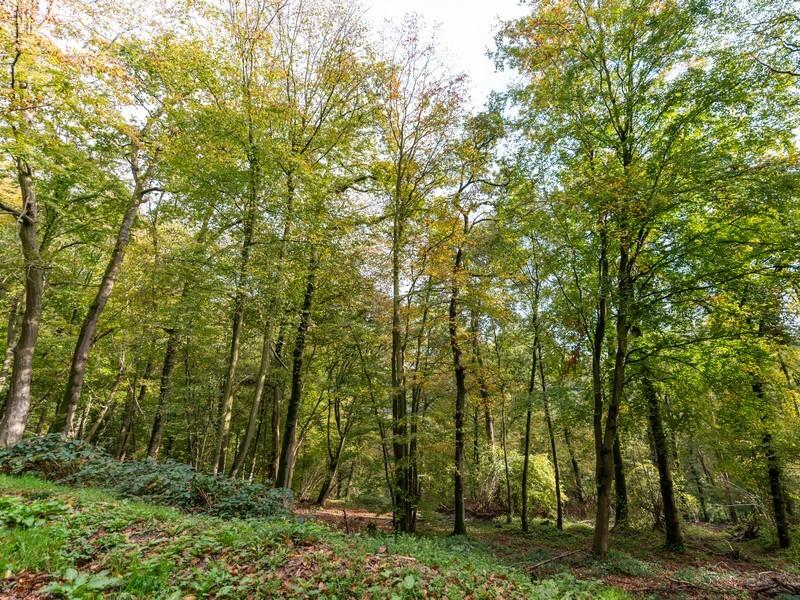 Saint-Clair-sur-les-Monts et évasion dans des bois envoûtants - Saint-Clair-sur-les-Monts
