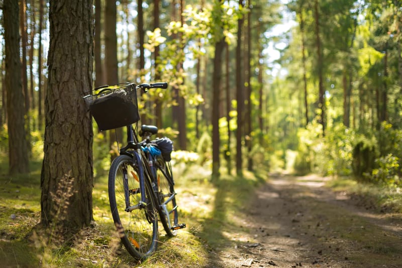 Sézanne, ouvre-toi sur la vaste forêt de Traconne - Sézanne