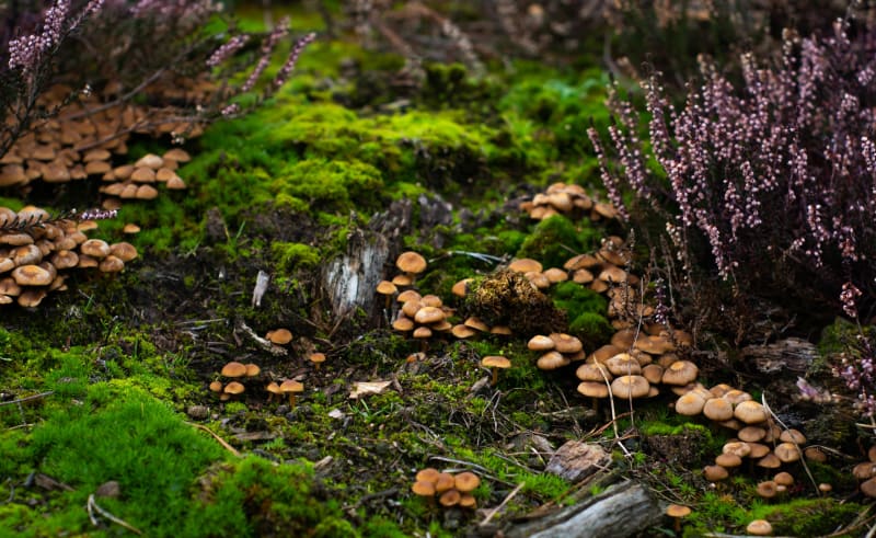 Découverte de la biodiversité des landes et des mares à vélo - Drefféac