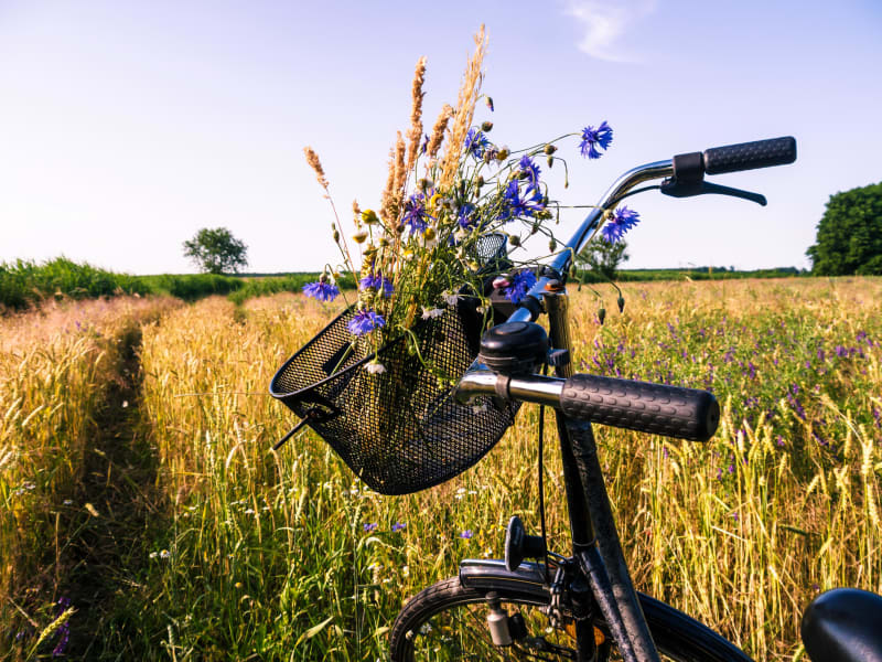 Balade à vélo entre champs, ruisseaux et villages en Ecaillon - Maing