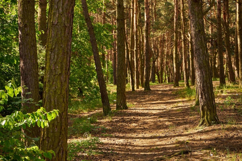 Mise au vert et bain de forêt apaisant à Housseras - Housseras