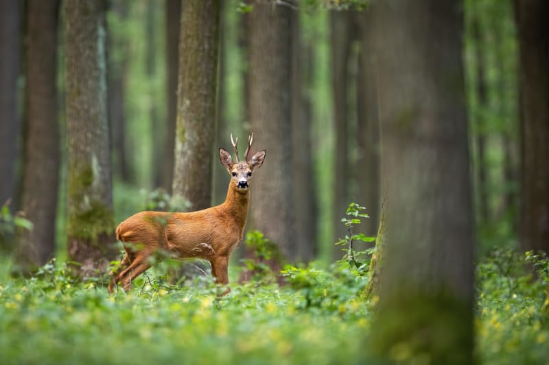 Balade en forêt de Courcy et rencontres inattendues - Brain-sur-Allonnes