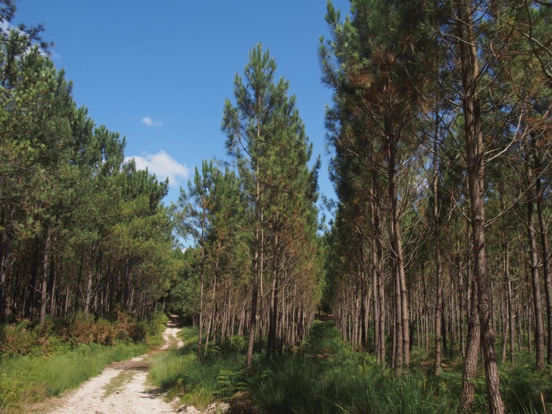 Saubion et balade apaisante dans une forêt charmante - Saubion
