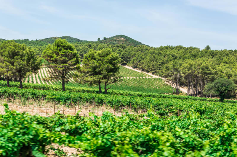 De Châteaurenard à Saint-Rémy et vue sur les Alpilles - Châteaurenard