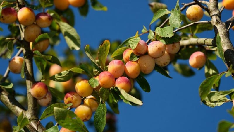En prendre plein les prunelles au pays des mirabelles - Heudicourt-sous-les-Côtes