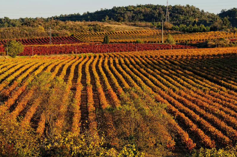 Traces du château de Cazilhac et balade à travers les vignes - Cazilhac