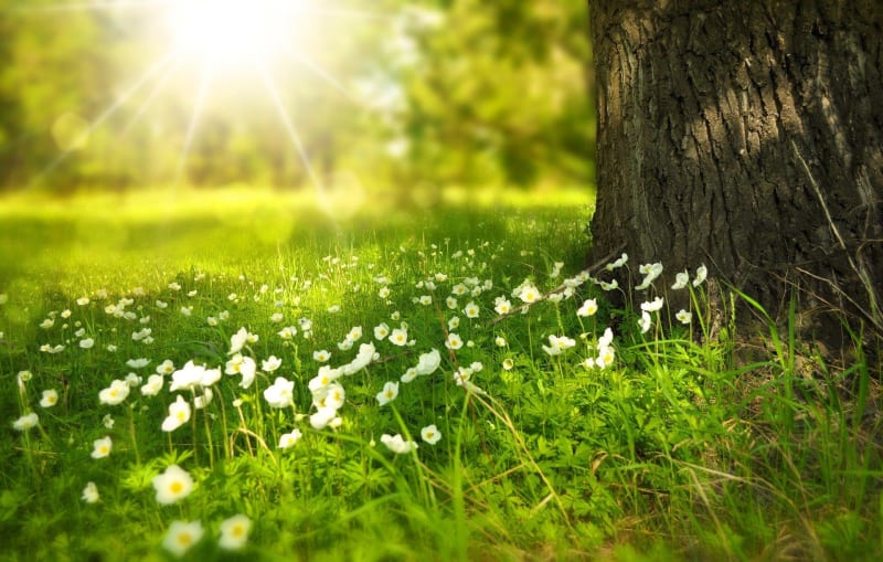 Culture, nature et charme de Charmes - Charmes
