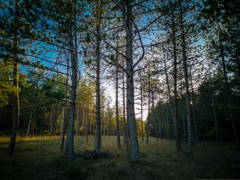 Forêt du Causse Noir à vélo et doux parfum méditerranéen - Millau