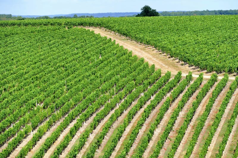 Pouançay et balade formidable par vignes et par champs - Pouançay